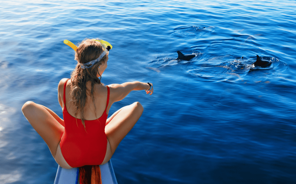 Dolphine watching